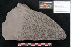 Foto (Objekt + Etikett) von Sphenopteris trifoliata Brongniart (NHMW-GEO-2024-0188-10798)